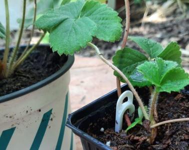 Clips for Layering and Plantlet