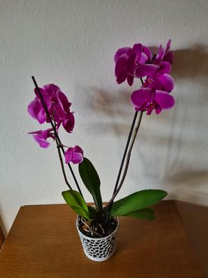 Voroni Orchid Pod #FunctionalArt
