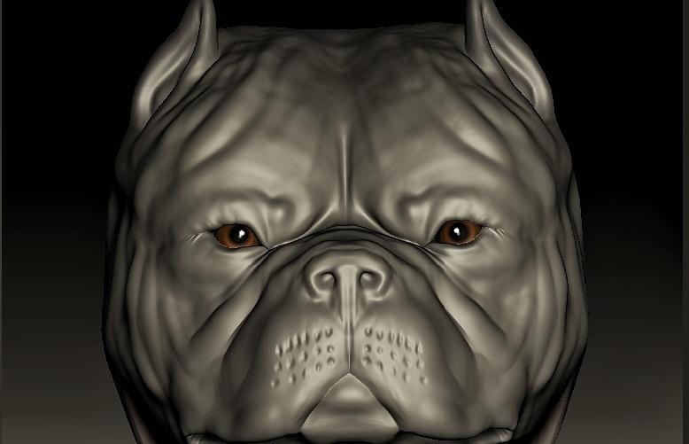 American Bully