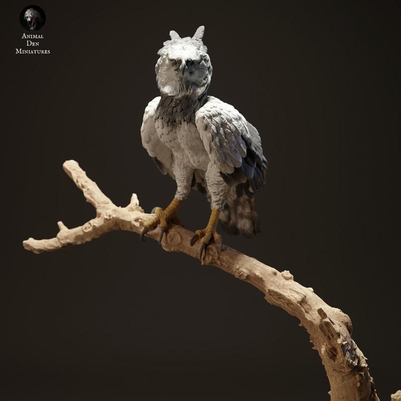 Harpy Eagle