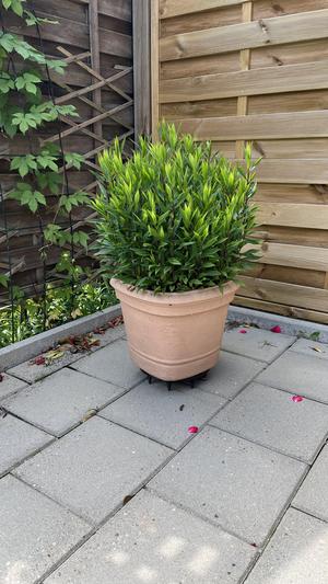 Garden Pot Saucer - Fresh Air - No Vermin