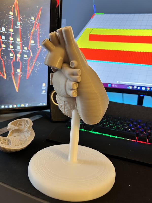 heart anatomy model