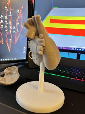 heart anatomy model