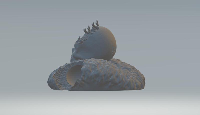 skull on coral - decoration