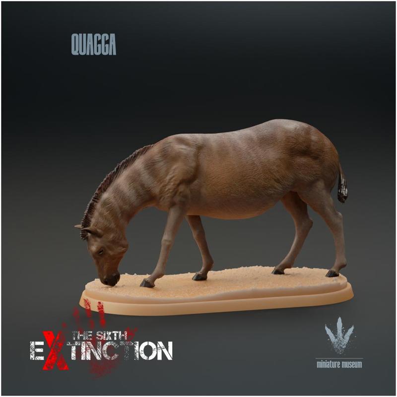 Quagga : Equus quagga quagga