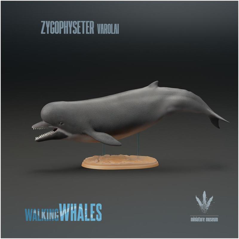 Zygophyseter varolai : Early Sperm Whale