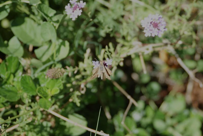rolling bin pin for trash cans that have a broken one