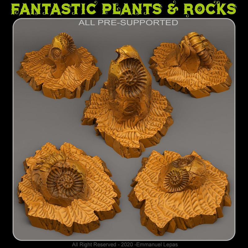 FOSSIL ROCKS