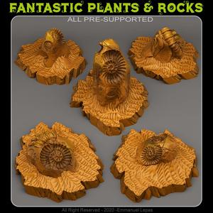 FOSSIL ROCKS