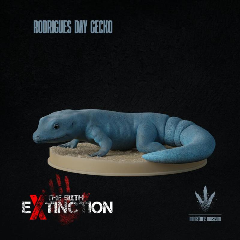 Rodrigues day gecko : Phelsuma edwardnewtoni