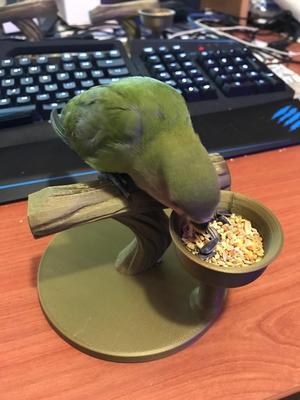 Bird stand with feed