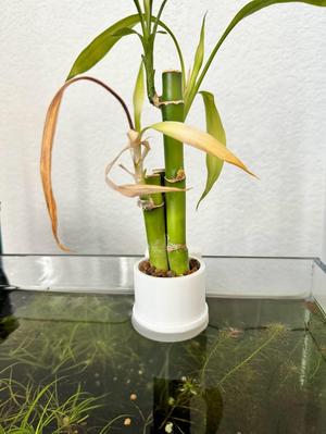 Aquarium plant holder