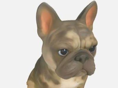 Cute French Bulldog