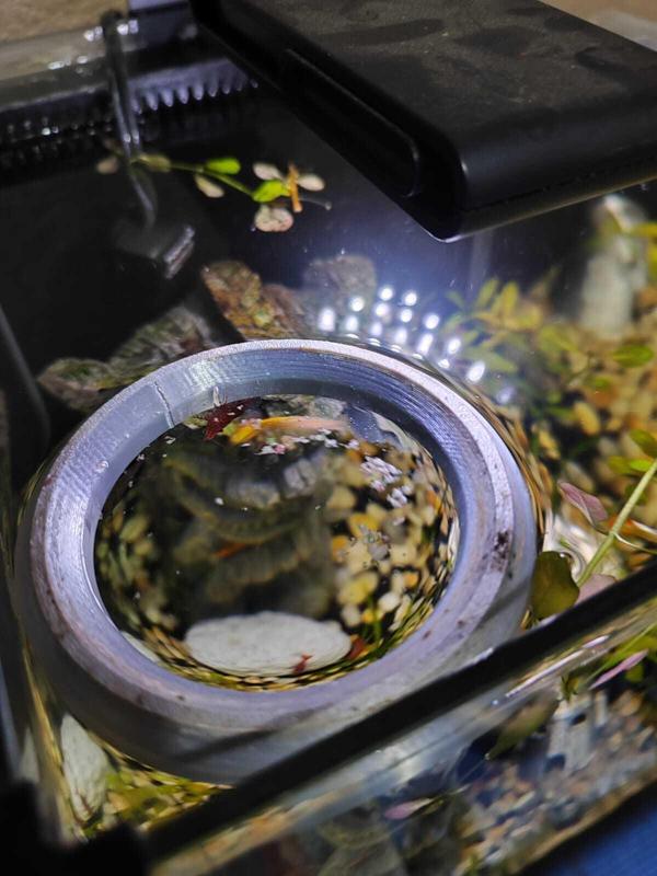 Fish tank food floats