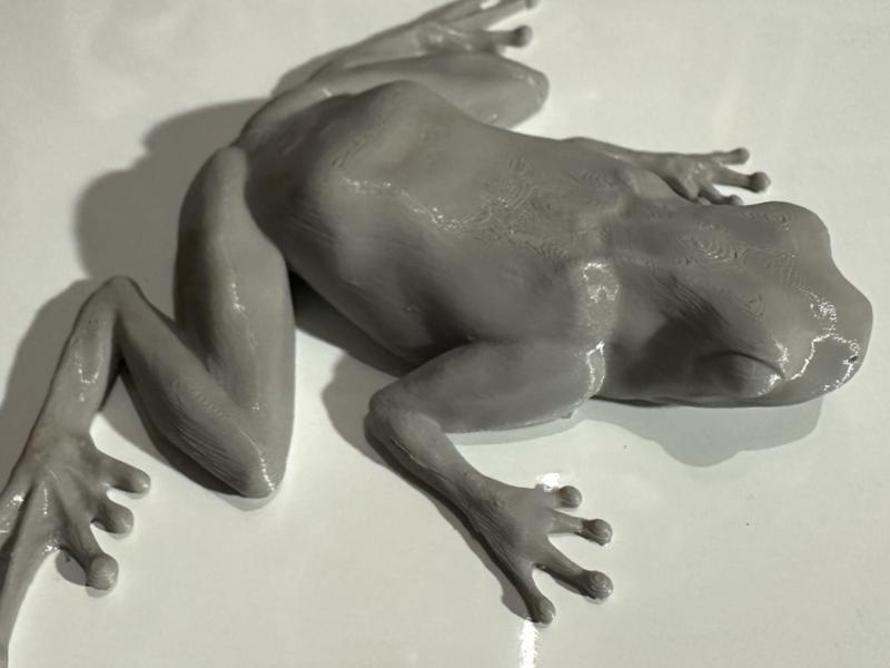 Realistic Frog - With or Without Magnets