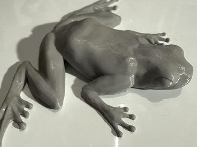 Realistic Frog - With or Without Magnets