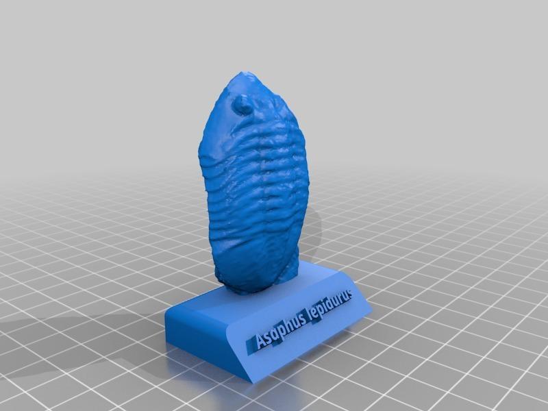 Asaphus lepidurus trilobite