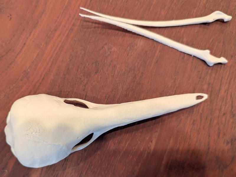 Western Long-beaked Echidna Skull