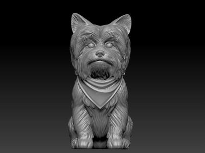 yorkie