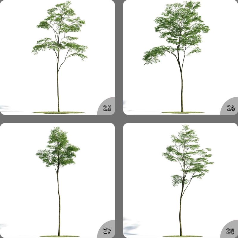 Pot Plant Long Tree Green Decor Home Garden 3D Model 25-28