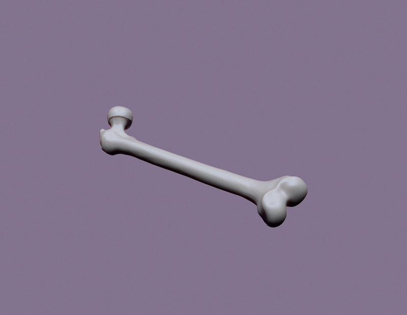 human femur