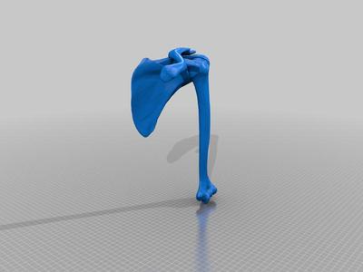 Rotator cuff