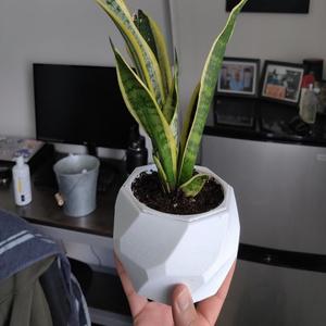 Geometric Planter #1