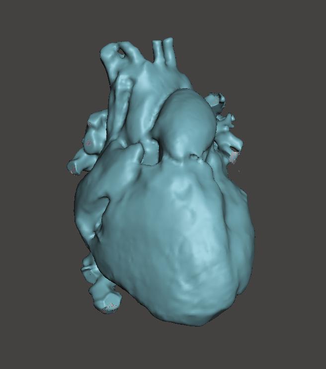 Human anatomical heart