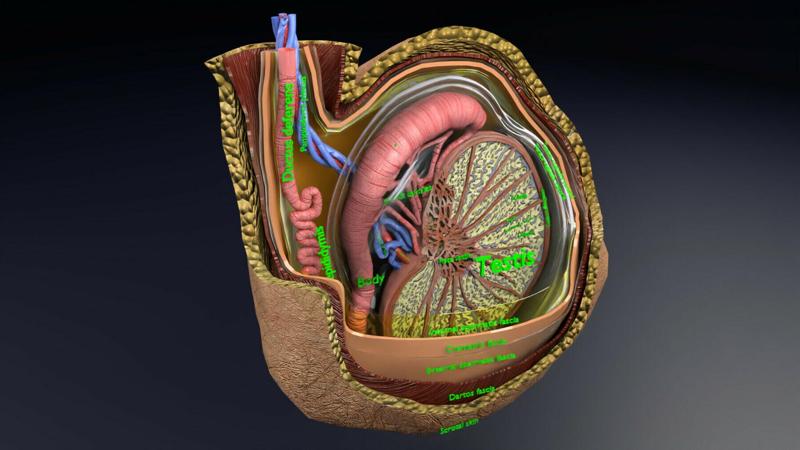testis with covering layers 3D model