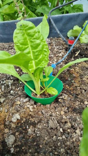 Seedlings bug protection