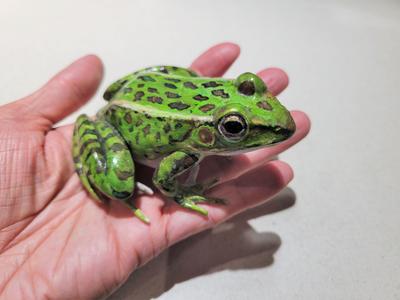 Leopard frog (Rana pipiens)