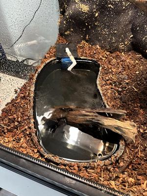 Terrarium pool with filter chamber