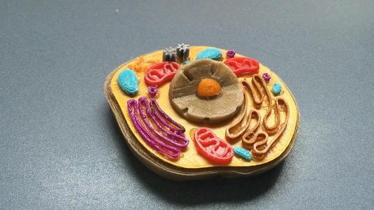 Eukaryotic Animal Cell