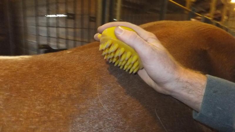 FuzNuz Horse Ergonomic Brushes