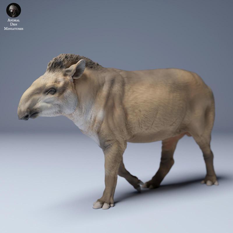 Brazilian tapir (Tapirus terrestris) Male Walking