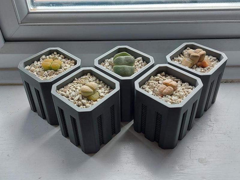 Lithops pot