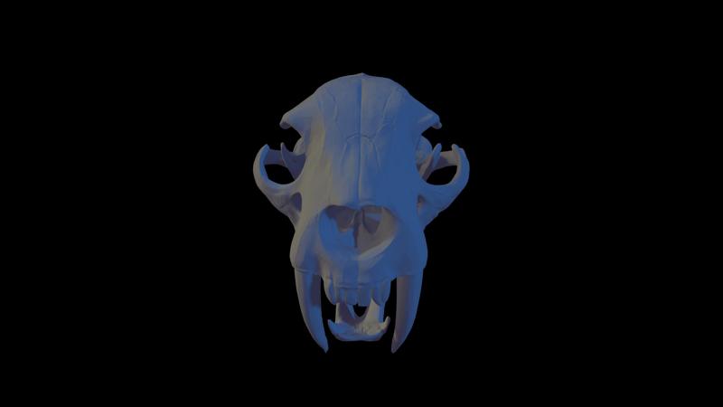 Sabertooth Tiger Skull
