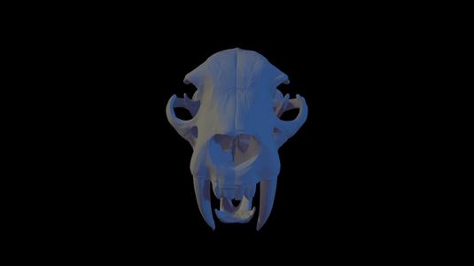 Sabertooth Tiger Skull