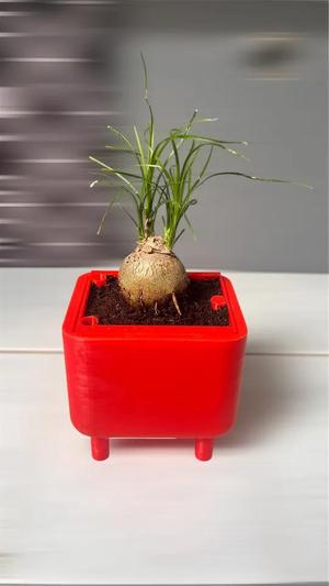self-watering flower pot   