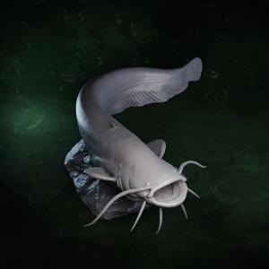 Catfish model   