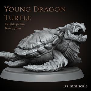 Young dragon turtle