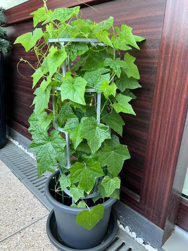 Rankhilfe für Pflanzen   