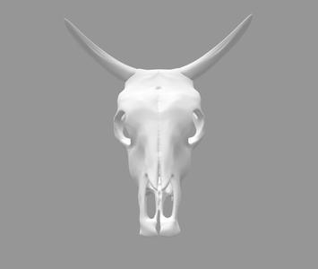 Cow skull