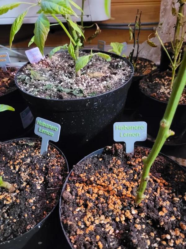 Basic Plant labels for garden and indoor, includes blank labels for easy customisation.   