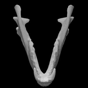 Red Fox Mandible