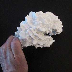 Brain Hemisphere, White Matter of the Right Full-Scale