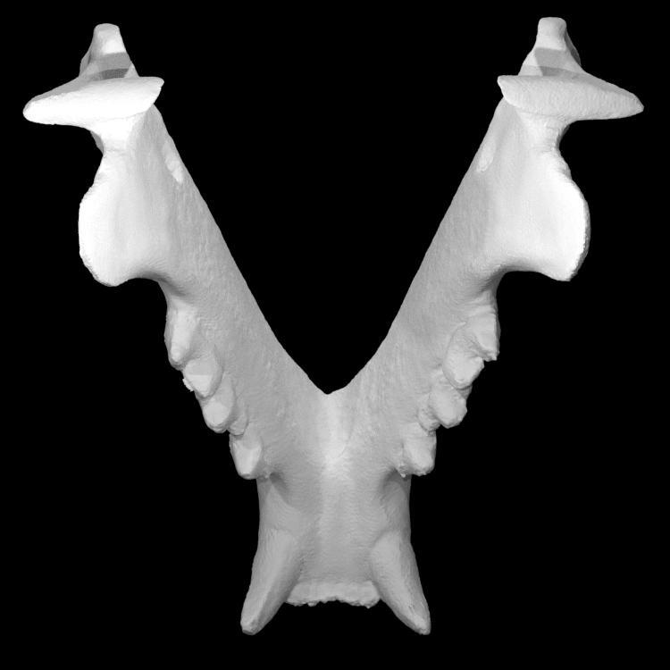 Bobcat Mandible