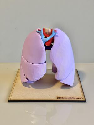 Lung vascular anatomy