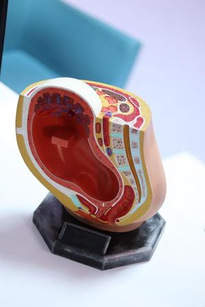 Anatomy Model of Pregnancy Pelvis