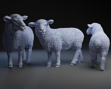 Sheep